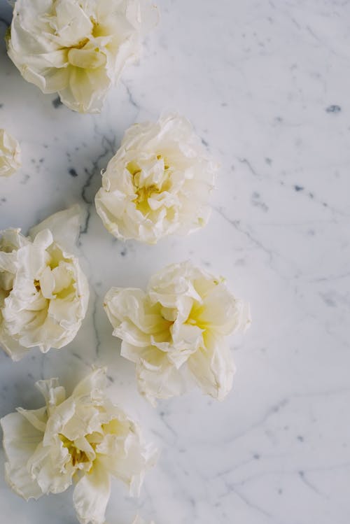 White Flowers On White Surface