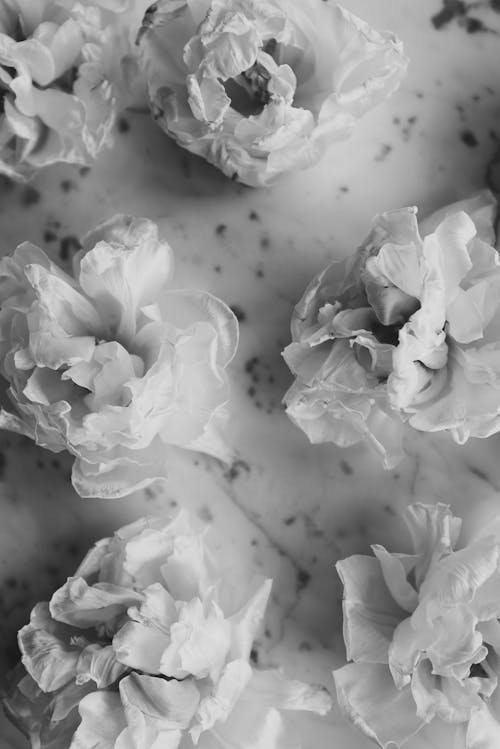 Free White Flowers In Grayscale Photography Stock Photo