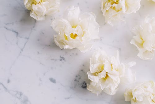 Free White Petaled Flowers On White Surface Stock Photo
