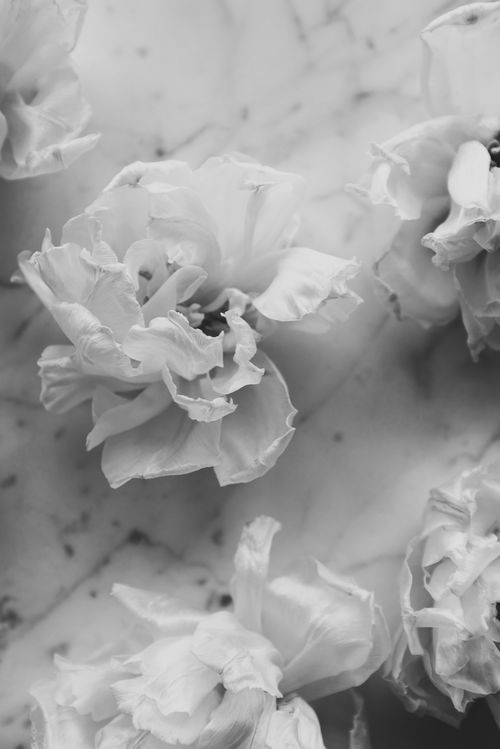 Free Elegant black and white capture of flowers on a marble surface, showcasing their delicate beauty. Stock Photo