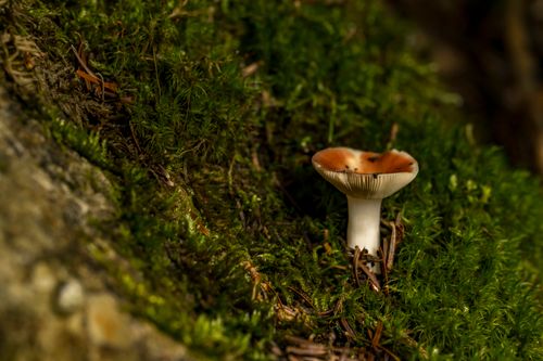 Free Close-up of a mushroom on a mossy forest floor in Rouyn-Noranda, capturing natural beauty. Stock Photo