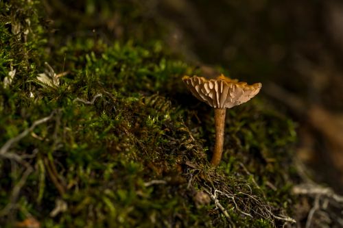 Free Close-up shot of a mushroom growing amidst moss in the forests of Rouyn-Noranda, Québec, Canada. Stock Photo
