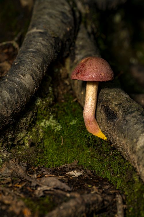 Free stock photo of august, flash, macro Stock Photo