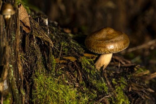 Free Detailed macro shot of a wild mushroom growing on moss-covered forest floor. Stock Photo