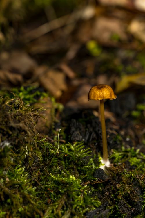 Free Macro shot of a small brown mushroom growing amidst moss on a forest floor in Rouyn-Noranda. Stock Photo