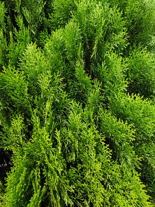 Free Close-up of Leyland Cypress foliage showcasing vibrant green needles under natural sunlight. Stock Photo