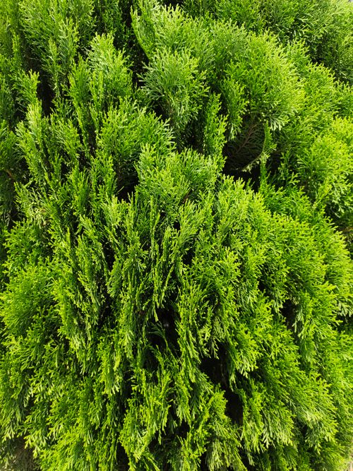 Free Close-up view of vibrant green shrub, ideal for natural backgrounds and gardening themes. Stock Photo