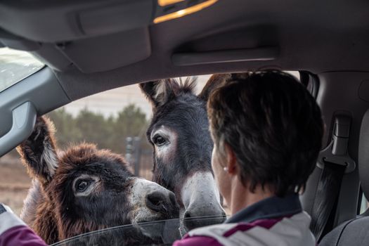 Two curious donkeys approach a car window as a person interacts with them from inside the vehicle.