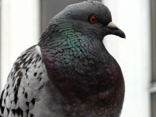 Free Detailed close-up of a feral pigeon with colorful plumage in Folkestone, England. Stock Photo