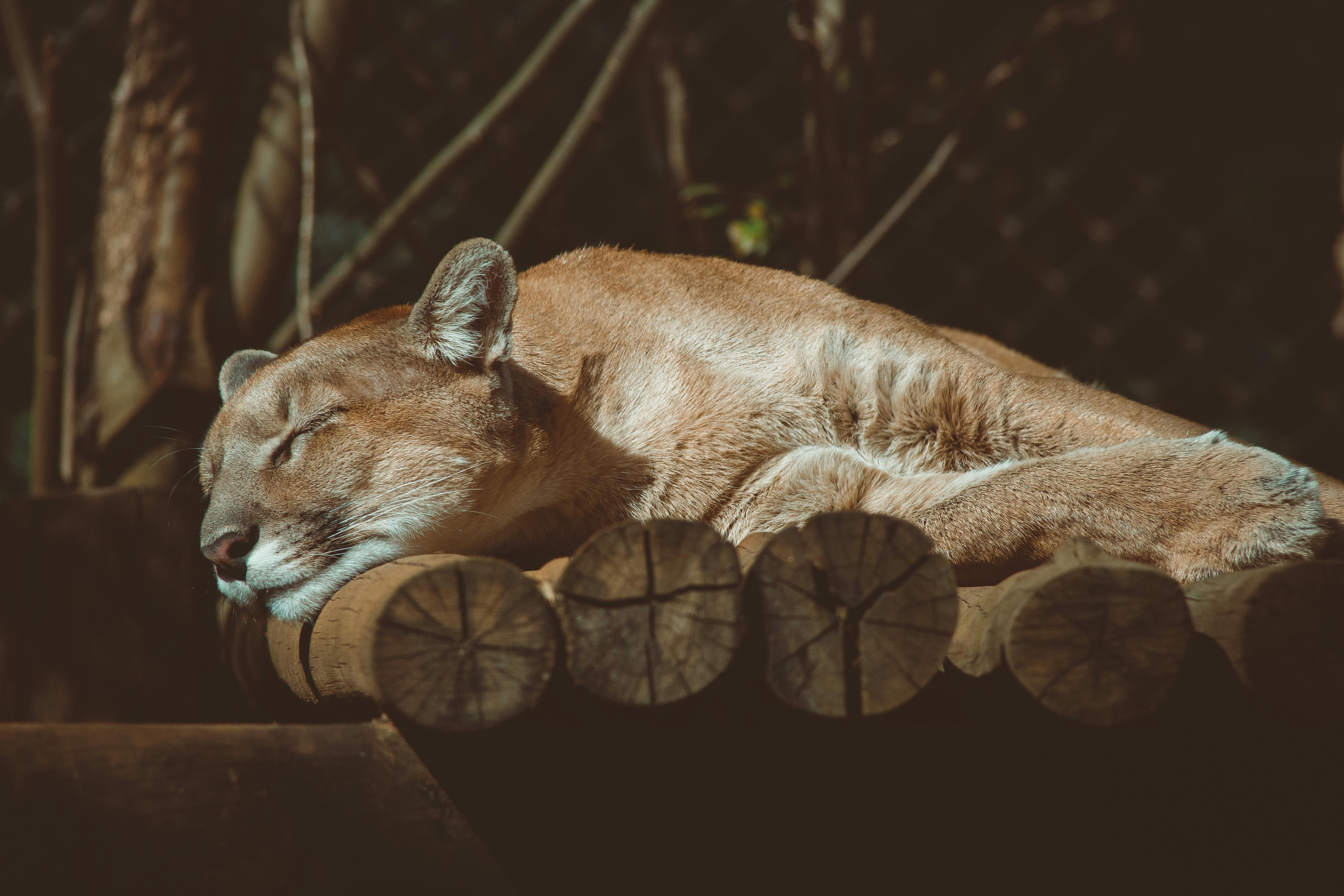 Cougar HD wallpapers  Pxfuel