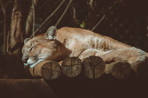 Sleeping Cougar