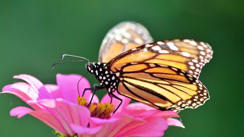 Free A vibrant close-up of a Monarch butterfly feeding on a pink flower in bright daylight. Stock Photo