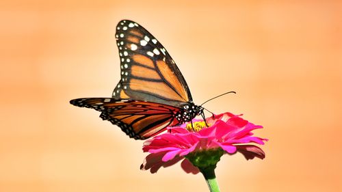 Free A mesmerizing Monarch butterfly delicately rests on a vivid pink zinnia, showcasing nature's beauty. Stock Photo