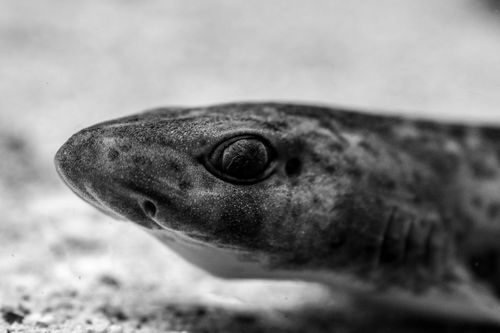 Free Artistic close-up black and white photo of a shark's head showcasing details of the eye and skin. Stock Photo