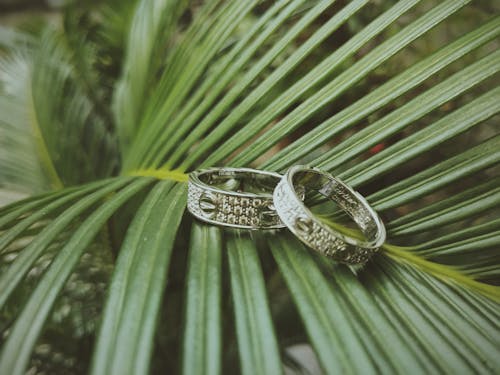 Free Wedding Bands On A Plant Stock Photo