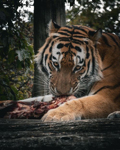 Free A captivating photo of a tiger intensely feeding on meat, showcasing the raw power of wildlife in a forest setting. Stock Photo