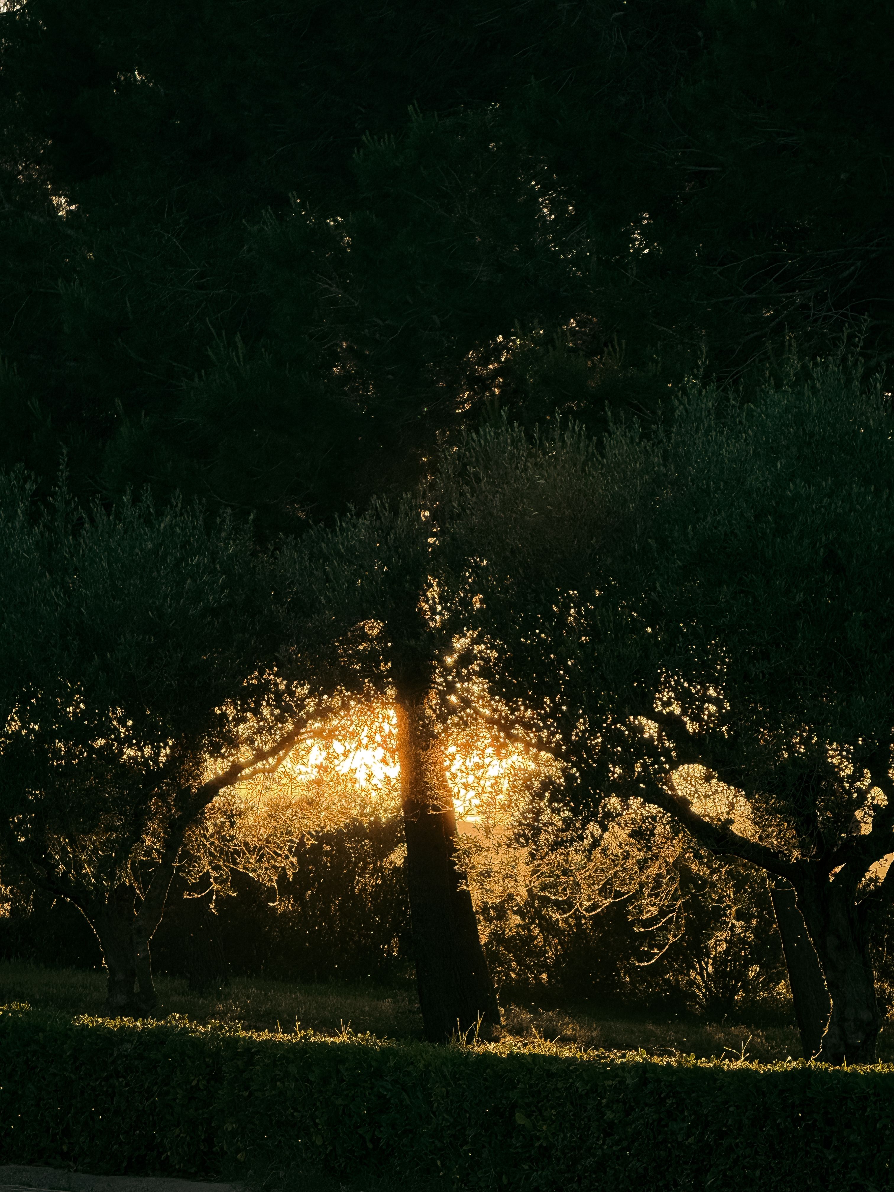 Sunset light beautifully filters through dense forest trees, creating a captivating natural scene.