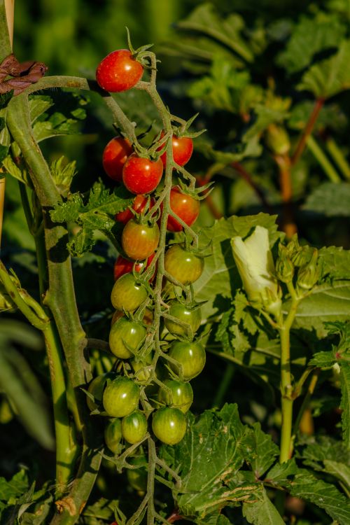 Free Vibrant cherry tomatoes ripening on a vine in Konya, Türkiye garden. Perfect for fresh produce concepts. Stock Photo