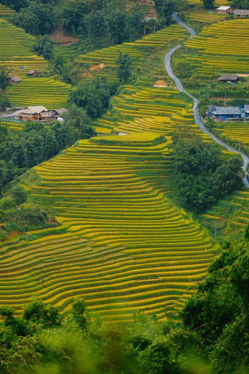 Free Breathtaking aerial view of green and yellow rice terraces with winding path in rural landscape. Stock Photo