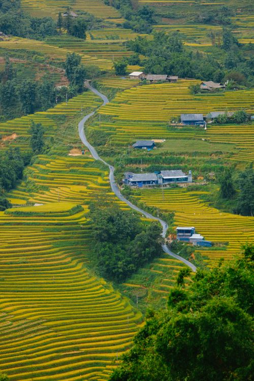 Free A breathtaking view of vibrant green rice terraces in a rural landscape. Stock Photo