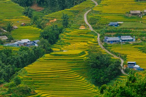 Free Beautiful view of rice terraces with lush greenery and small village houses nestled in a valley. Stock Photo