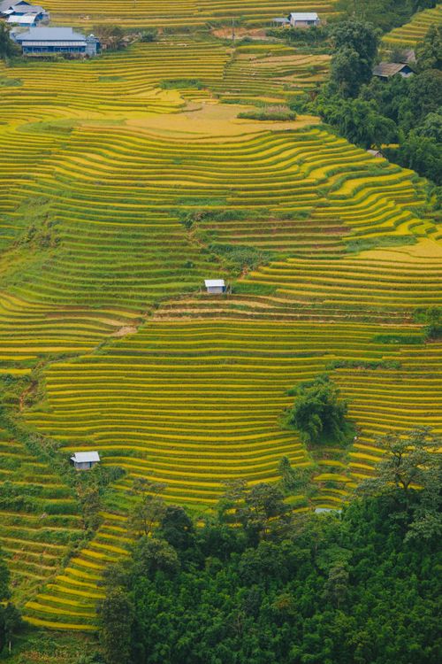 Free Aerial photograph of lush green and yellow rice terraces with scattered huts in a natural landscape. Stock Photo
