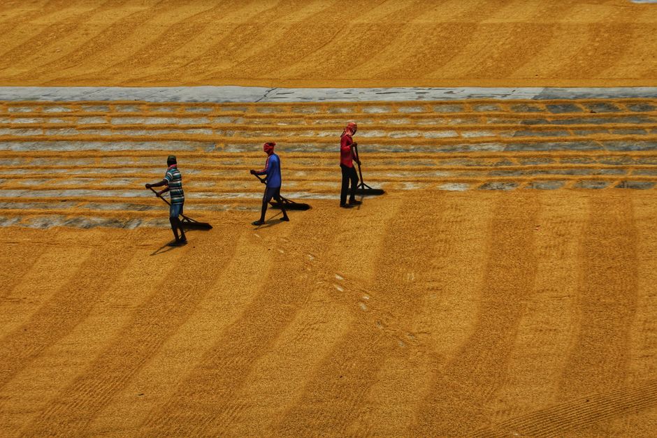 Tres trabajadores con atuendos llamativos esparcieron granos de arroz cosechados bajo el sol en Habra, India.