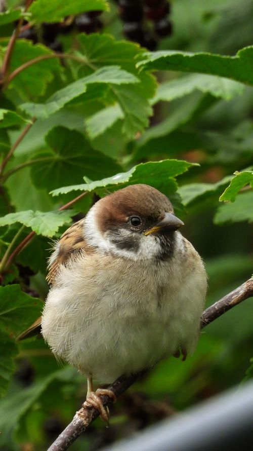 Free Close-up of an Eurasian Sparrow perched on a branch surrounded by vibrant green leaves. Stock Photo