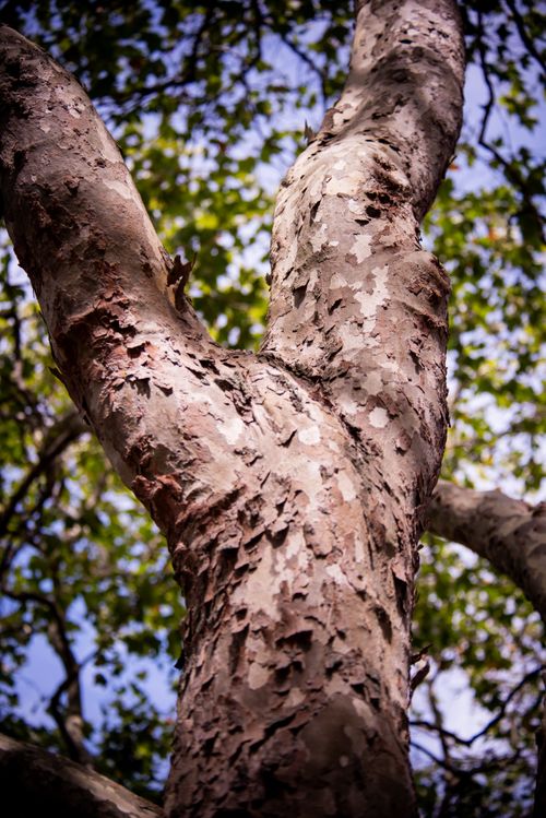Free Detailed close-up of a tree trunk with textured bark and green leaves in the background on a sunny day. Stock Photo