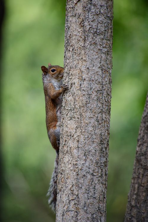 Free Close-up of a squirrel climbing a tree, capturing nature's essence with a serene background. Stock Photo