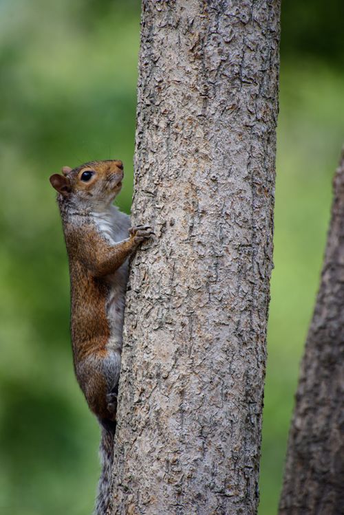 Free A curious squirrel clings to a tree trunk amidst a lush green forest, showcasing wildlife behavior. Stock Photo