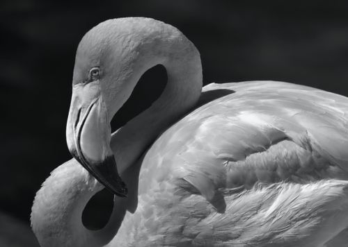 Free Close-up monochrome portrait of a flamingo, highlighting its graceful neck and feathers. Stock Photo