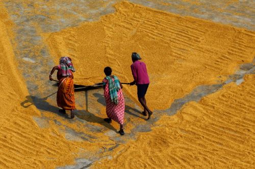 Free Women spreading rice on drying fields in Habra, India, showcasing traditional agriculture methods. Stock Photo