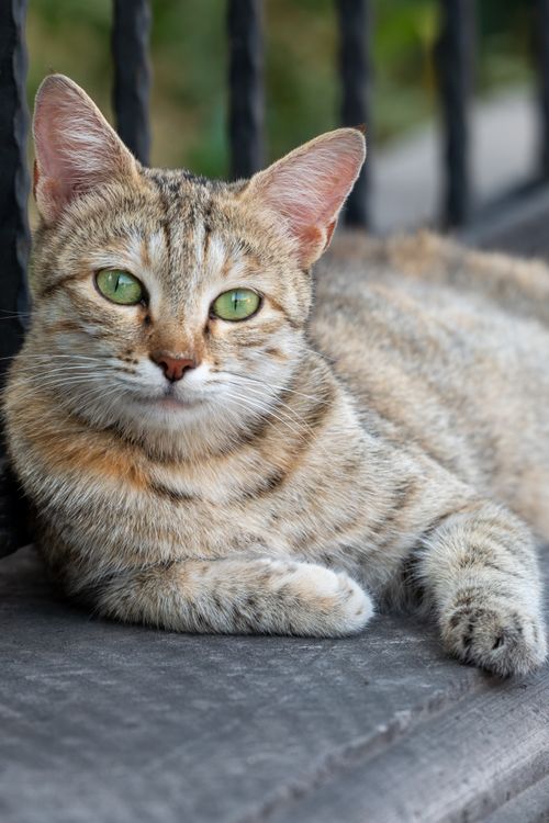 Free A serene tabby cat with striking green eyes resting on a ledge outside. Stock Photo