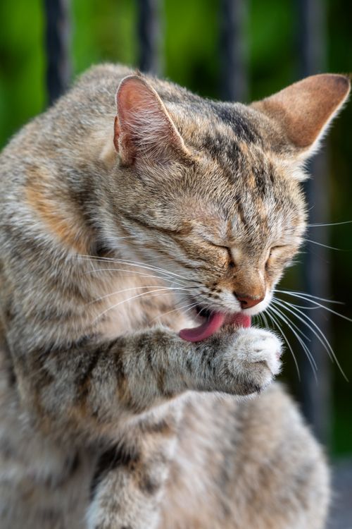 Free A close-up of a tabby cat grooming its paw, captured in natural sunlight. Stock Photo