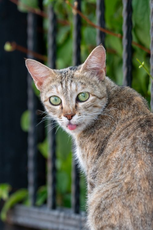 Free Adorable tabby cat with green eyes looking back curiously outdoors. Stock Photo