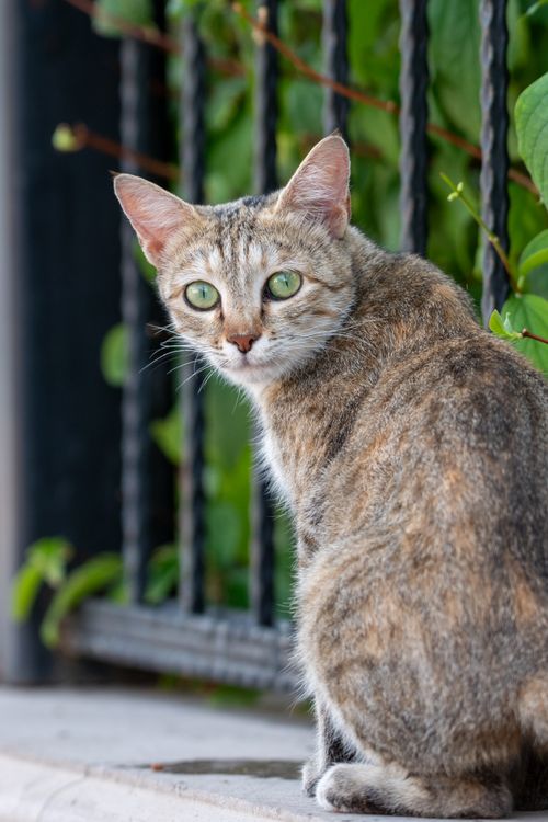 Free A domestic cat with vivid green eyes sitting by a wrought iron fence with lush greenery. Stock Photo