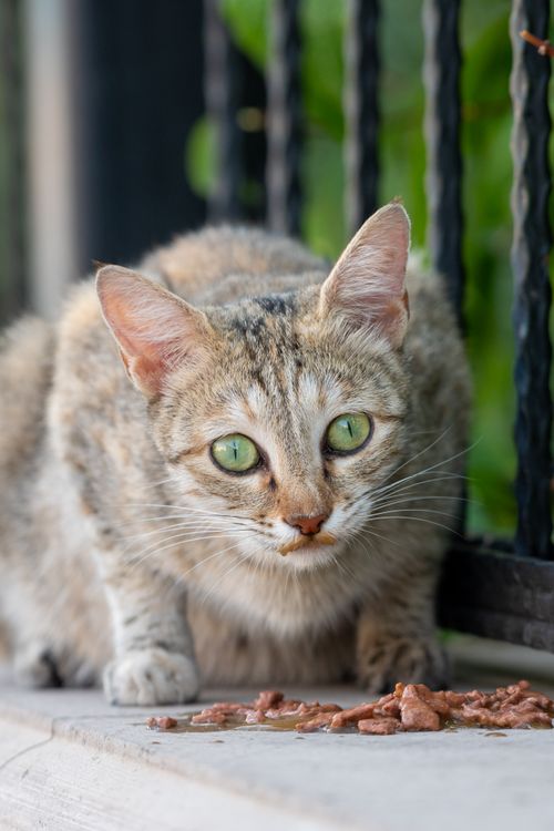 Free Focused tabby cat with green eyes eating wet food outdoors near a fence. Stock Photo