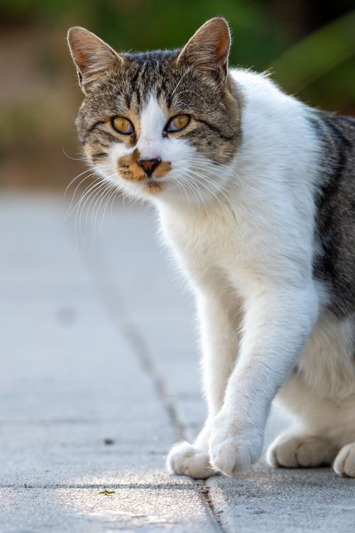 Free A close-up image of a tabby cat walking outdoors on a sunny day. Stock Photo
