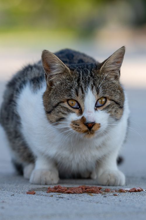 Free A cat with striking eyes eating outdoors, captured in detail. Stock Photo