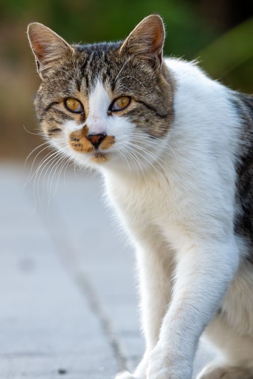 Free Captivating close-up of a curious domestic cat with striking eyes, outdoors. Stock Photo