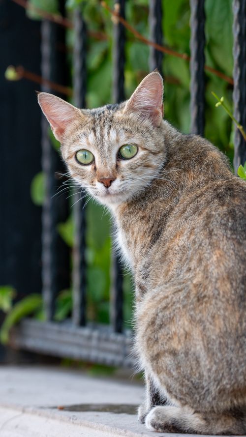 Free A close-up image of a domestic cat with striking green eyes, sitting outdoors. Stock Photo