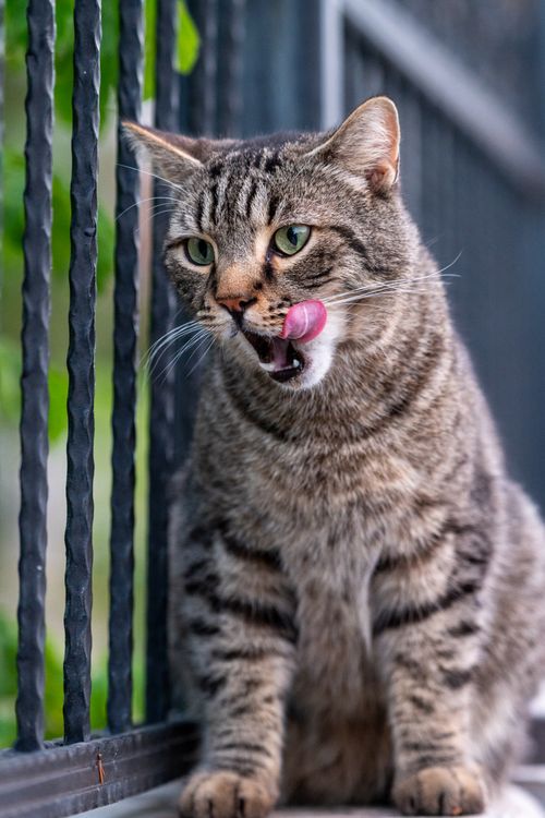 Free Adorable tabby cat licking its lips while sitting by a metal railing outdoors. Stock Photo