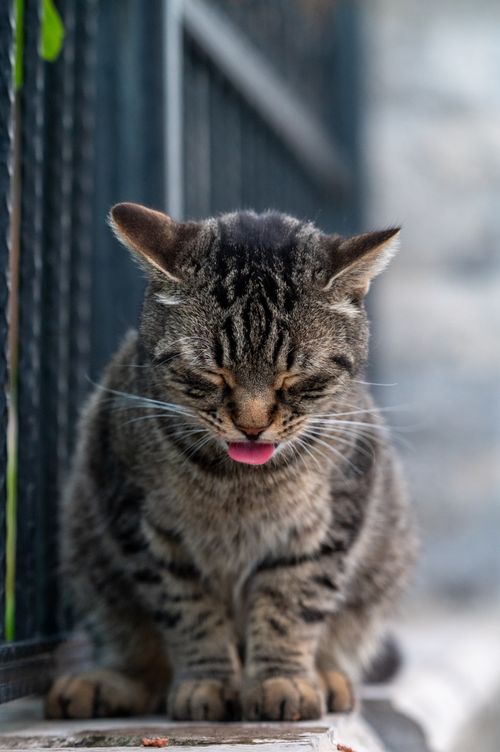 Free Content tabby cat sitting with eyes closed, showcasing its unique markings. Stock Photo