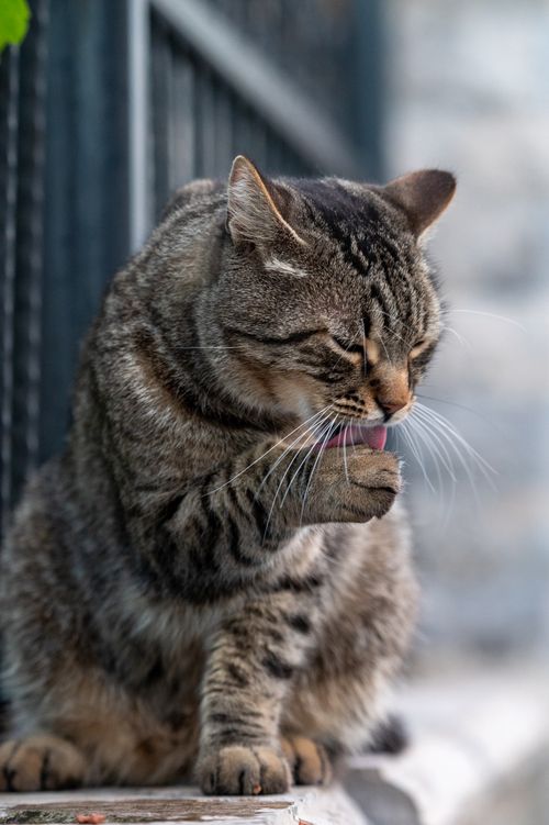 Free Close-up of a domestic tabby cat cleaning its paw outdoors. Stock Photo