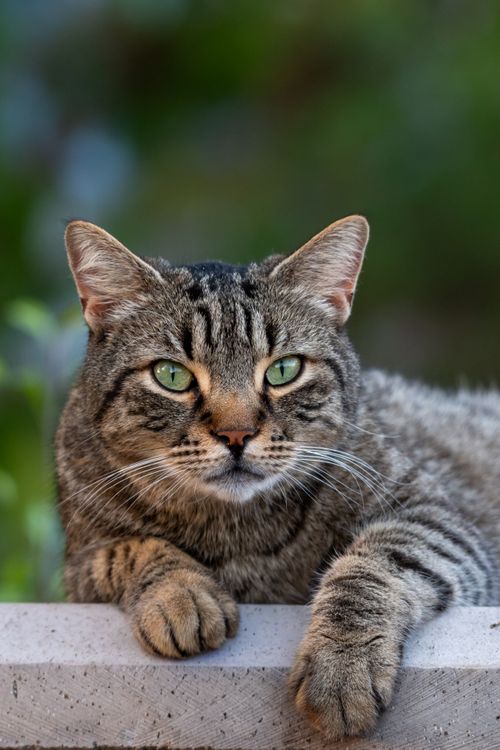 Free Close-up of a tabby cat with striking green eyes resting on a ledge outdoors. Stock Photo