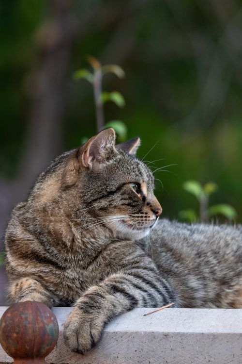 Free A serene tabby cat lying on a concrete ledge in a natural setting, basking in tranquility. Stock Photo