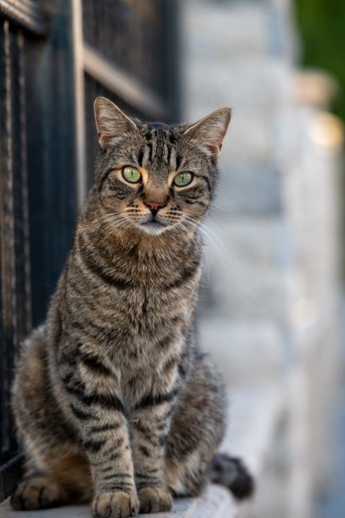 Free Charming tabby cat with green eyes sitting outdoors, perfect for pet enthusiasts. Stock Photo