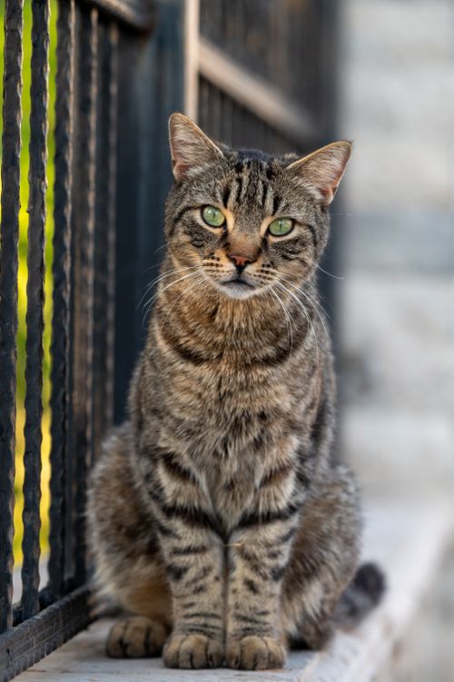 Free A beautiful tabby cat with striking green eyes sits on a stone surface outdoors. Stock Photo