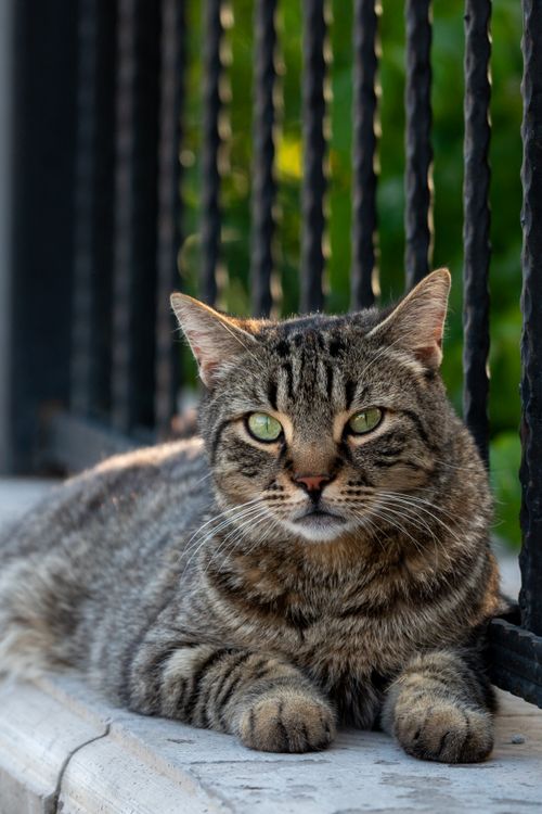 Free Close-up of a relaxed tabby cat lounging on a ledge outdoors. Stock Photo